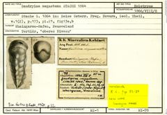 Karteikarte zum Holotyp von Gaudryina megastoma Stache, 1864